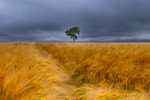 Lonely Tree, County Wexford, Ireland.