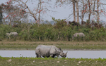Rhino