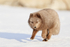 Dark Arctic Fox running, Svalbard, Norway