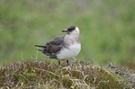 Arctic Skua