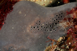 Pachymatisma johnstonia