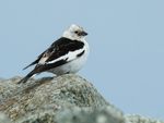 Snow Bunting sitting on rock, Jokulsarlon, Iceland