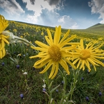 Arnica (Arnica montana)