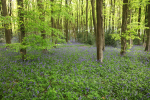 BlueBell Wood_S208