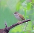 Pale Legged Leaf Warbler