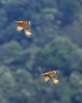Pair of Laughing Falcons flying, San Miguel, Costa Rica