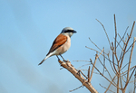 Red-backed Shrike