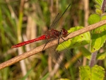 Ruddy Darter