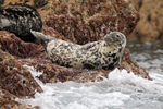 Grey Seal (female) basking on rocks, Isles of Scilly
