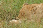 African lioness sleeping peacefully