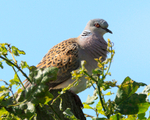 Turtle Dove perched in a tree at Otmoor RSPB