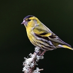 Siskin
