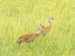 SANDHILL CRANES, JUNE 2018 - BRUCE PENINSULA