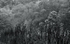 JamesGardens2310-6bw