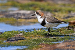 Side view of Two-banded Plover, Carcass Island, Falklands