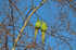 Ring-necked Parakeets