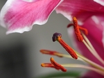 Lily Stamens