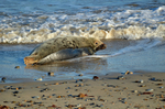 Atlantic Grey Seal