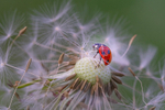 Into the world of Ladybirds, Ireland.