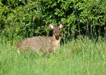 Reeve's Muntjac