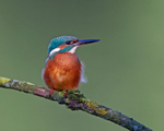 Kingfisher - Alcedo atthis