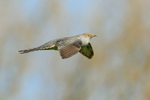 Cuckoo (male) flying with head up, Otmoor RSPB