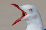 Gull Squark 1