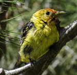 Western Tanager, young male