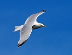 Herring Gull