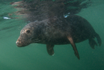 Grey Seal - Halichoerus grypus
