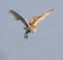 Barn Owl