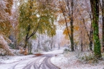 z4323 Autumn meets Winter, Brighstone Forest