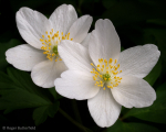 Wood Anemone (02)