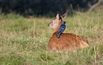 Red Deer