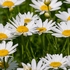 White ox-eye daisies, Marguerite( Leucanthemum vulgare),