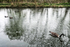Ducks and Geese better scurry...