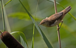 Reed Warbler - Acrocephalus scirpaceus