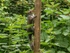 Grey Squirrel