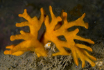 Porella compressa