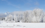 GTNP Winter 2