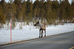 Reindeer