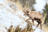Bighorn Sheep (male) scraping at snow-covered ground with hoof