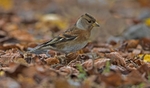 Female Brambling.