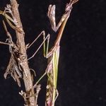Conehead mantis (Empusa pennata)