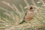 Falkland (Austral) Thrush portfolio