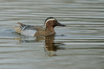 Garganey (drake), Stratfield Brake, Oxfordshire