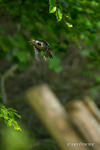 The Busy Parent - Great Spotted Woodpecker 5 of 6