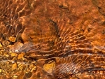 Sunny Stream