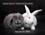 equiscot1960