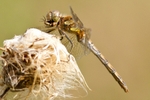 Common Darter